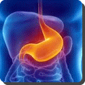 What is the capacity of the human stomach?