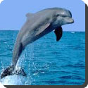 Is the dolphin a fish or a mammal?