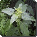 How does a stinging nettle sting?