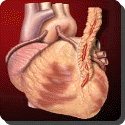 What is arterial grafting?