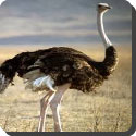 What is the largest living bird?