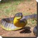 What is the most poisonous snake in the world?