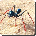 How does an ant know its way home with no clues in a desert?