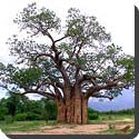 Where would you look for a baobab tree?