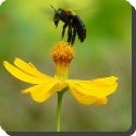 What is bee dancing?