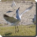 Why do most birds jump on land instead of walking?