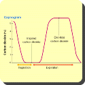 What is capnography?