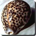 Where do you find cowrie shells?