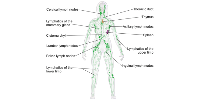 Is blood the only fluid circulating in the body?