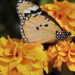 A butterfly visits a Marigold flower. The first day of the event saw participation from horticulture departments of 30 agencies