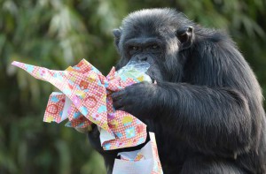 A chimpanzee opens a package containing food and wrapped as an Easter gift, at the zoo in La Fleche, northwestern France, on March 27, 2016