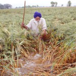 A farmer taking stock of the damage suffered due to an unexpected bout of rain in Amritsar on April 16, 2015