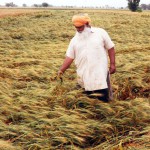 A farmer taking stock of the damage suffered due to an unexpected bout of rain in Amritsar on April 16, 2015.