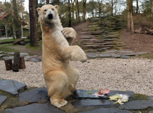 A polar bear scratches himself after eating a package filled with food and wrapped as an Easter gift, at the zoo in La Fleche, northwestern France, on March 27, 2016