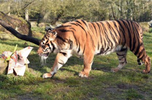 A tiger looks at a package filled with food and wrapped as an Easter gift, at the zoo in La Fleche, northwestern France, on march 27, 2016