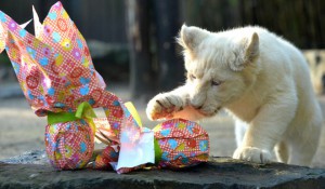A white lion cub opens a wrapped package on Easter