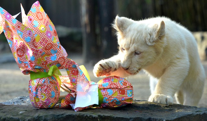 A white lion cub opens a wrapped package on Easter at the zoo in La Fleche, northwestern France, on March 27, 2016