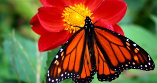 Beauty The Butterfly