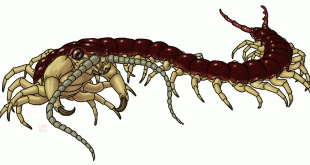 Cedric Centipede
