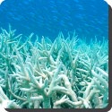What is coral bleaching?