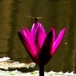 Dragonfly & Lily