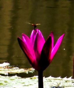 Dragonfly & Lily