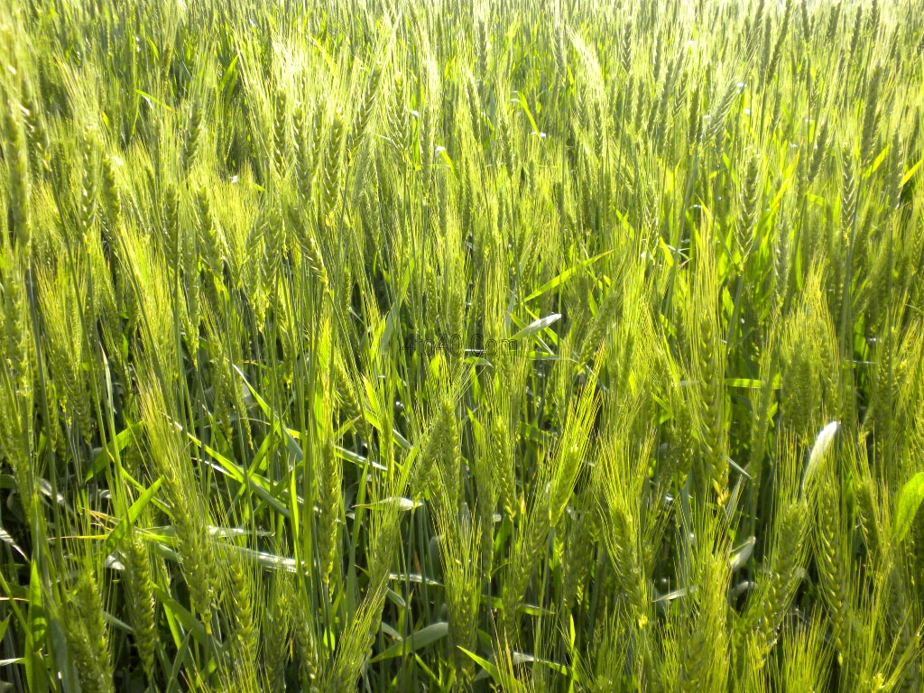 Green Wheat Crop