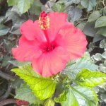 Hibiscus