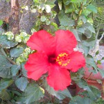 Hibiscus Flower Image
