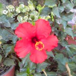 Hibiscus Flower Picture