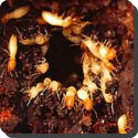 How does a termite colony start?