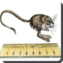 How far can a jerboa jump?