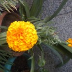 Marigold