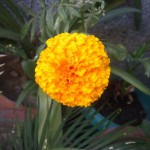Marigold