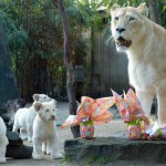Nikita, a 9-year-old lion, and his three white lions cub look at wrapped packages on Easter at the zoo in La Fleche, northwestern France, on March 27, 2016