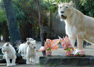 Nikita, a 9-year-old lion, and his three white lions cub look at wrapped packages on Easter at the zoo in La Fleche, northwestern France, on March 27, 2016