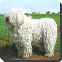 What is special about the Puli?