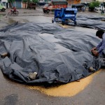 Rains sends people scurrying to save the grains from the rain at Dana Mandi, near Gill Road in Ludhiana