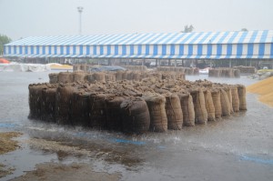 Sacks of wheat get drenched in the grain market as an unexpected bout of rain catches many unguarded in Hisar on April 16, 2015