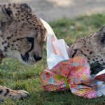 Two cheetahs open a package filled with food and wrapped as an Easter gift, at the zoo in La Fleche, northwestern France, on March 27, 2016