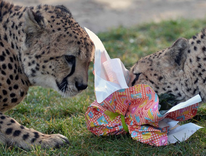 Two cheetahs open a package filled with food and wrapped as an Easter gift, at the zoo in La Fleche, northwestern France, on March 27, 2016