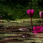 Water Lily
