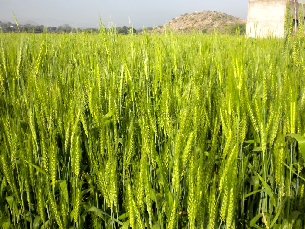 Wheat Rabi Crop