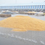 Wheat kept in the open is exposed to the rain as an unexpected downpour catches authorities unguarded in Hisar on April 16, 2015