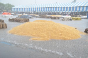 Wheat kept in the open is exposed to the rain as an unexpected downpour catches authorities unguarded in Hisar on April 16, 2015
