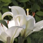 White Lilies at display. In recent times, garden tourism has become a niche concept that involves travel to botanical gardens and places famed in history of gardens