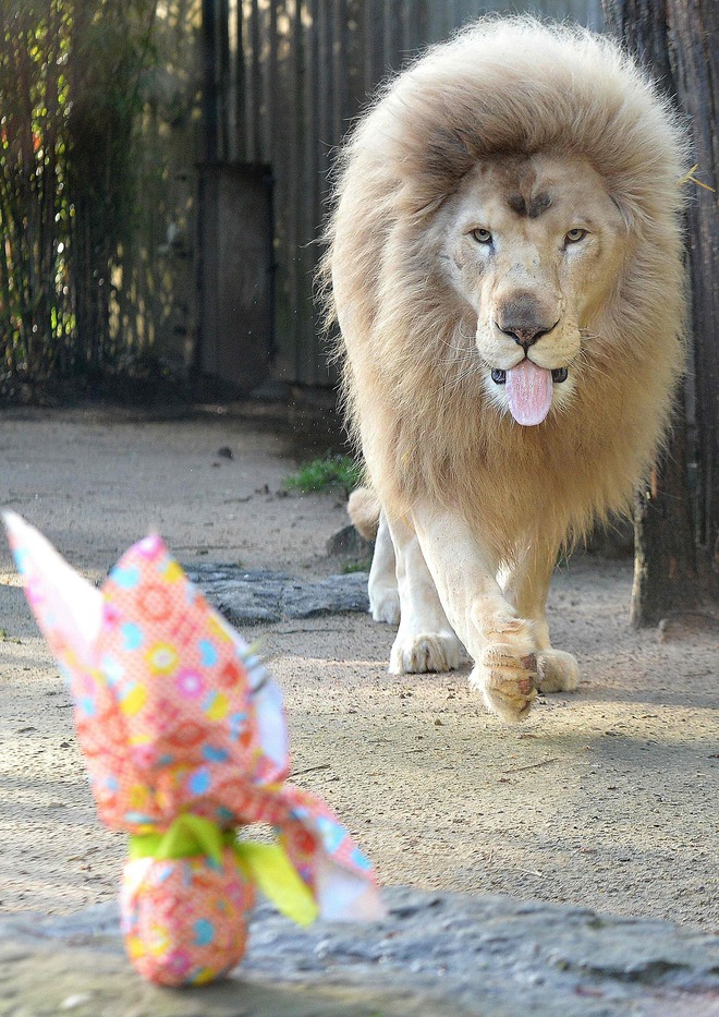 White lion Yabu, looks at a wrapped package on Easter at the zoo in La Fleche, northwestern France, on march 8, 2016
