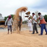 Workers engaged in drying wheat after rain hit the city at Bhagtanwala grain market in Amritsar on April 15. 2015