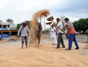 Workers engaged in drying wheat after rain hit the city at Bhagtanwala grain market in Amritsar on April 15. 2015