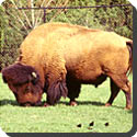 When were the American bison almost wiped out? 